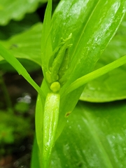 Platanthera grandiflora