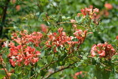 Bauhinia galpinii