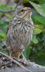 Anthus lineiventris