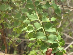 Bauhinia racemosa