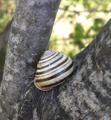 Caucasotachea vindobonensis