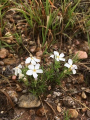 Phlox andicola
