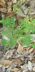 Dicentra canadensis