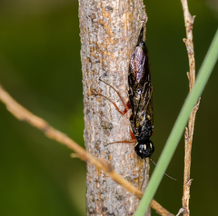 Xiphydriidae