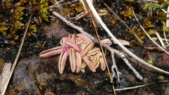Pinguicula lusitanica