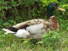 Anas platyrhynchos domesticus