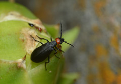 Epicauta atrata