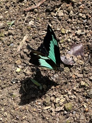 Papilio phorcas image