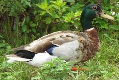 Anas platyrhynchos domesticus