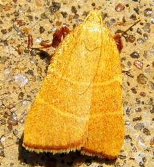 Parachma ochracealis