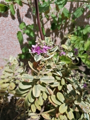 Veroniceae