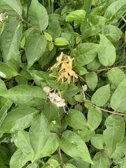 Lonicera japonica