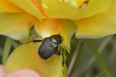 Strigoderma arbicola