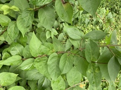 Lonicera japonica
