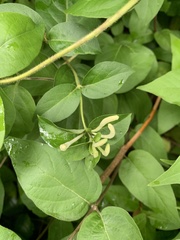 Lonicera japonica