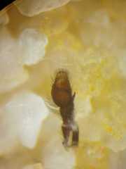 Bianor balius