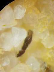 Bianor balius