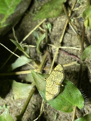 Haritalodes polycymalis
