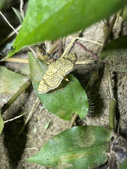 Haritalodes polycymalis