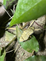 Haritalodes polycymalis