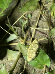 Haritalodes polycymalis