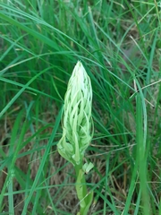 Himantoglossum hircinum