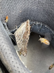 Charaxes catachrous