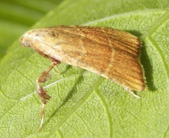 Parachma ochracealis