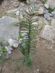 Pityrogramma trifoliata