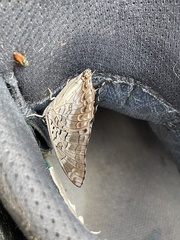 Charaxes catachrous