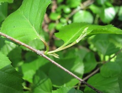 Betula pubescens