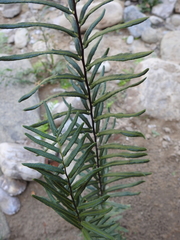 Pityrogramma trifoliata