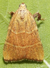 Parachma ochracealis