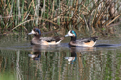 Chiloe Wigeon photo 5