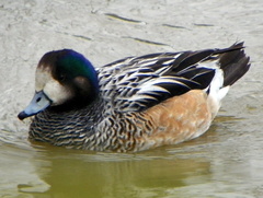 Chiloe Wigeon photo 2