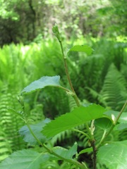 Betula pubescens