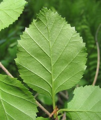 Betula pubescens
