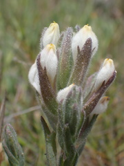Chloropyron maritimum maritimum