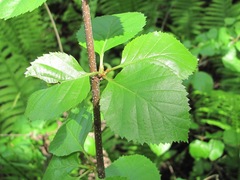 Betula pubescens
