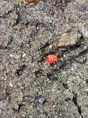 Trombidium auroraense