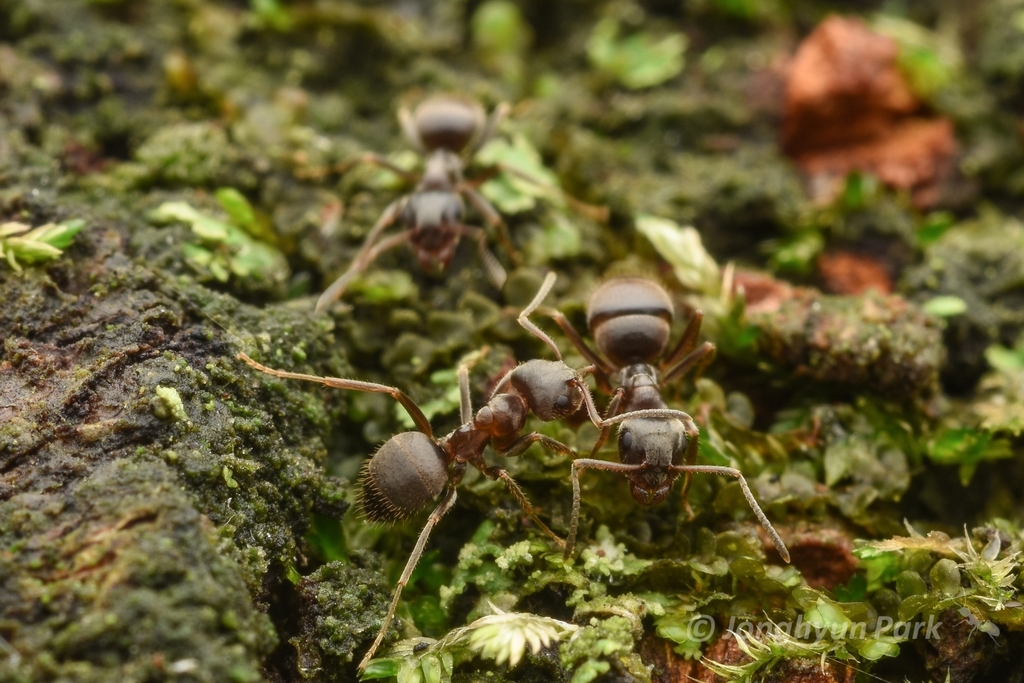 Lasius japonicus