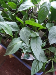 Phyciodes phaon jalapeno