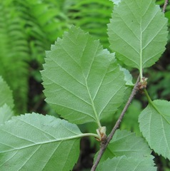Betula pubescens