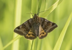 Euclidia glyphica
