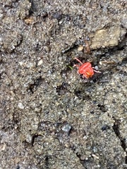 Trombidium auroraense