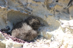 Onychoprion anaethetus