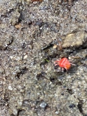 Trombidium auroraense