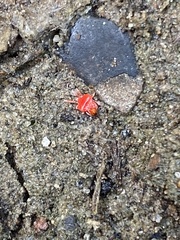 Trombidium auroraense