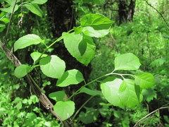 Celastrus orbiculatus