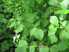 Celastrus orbiculatus